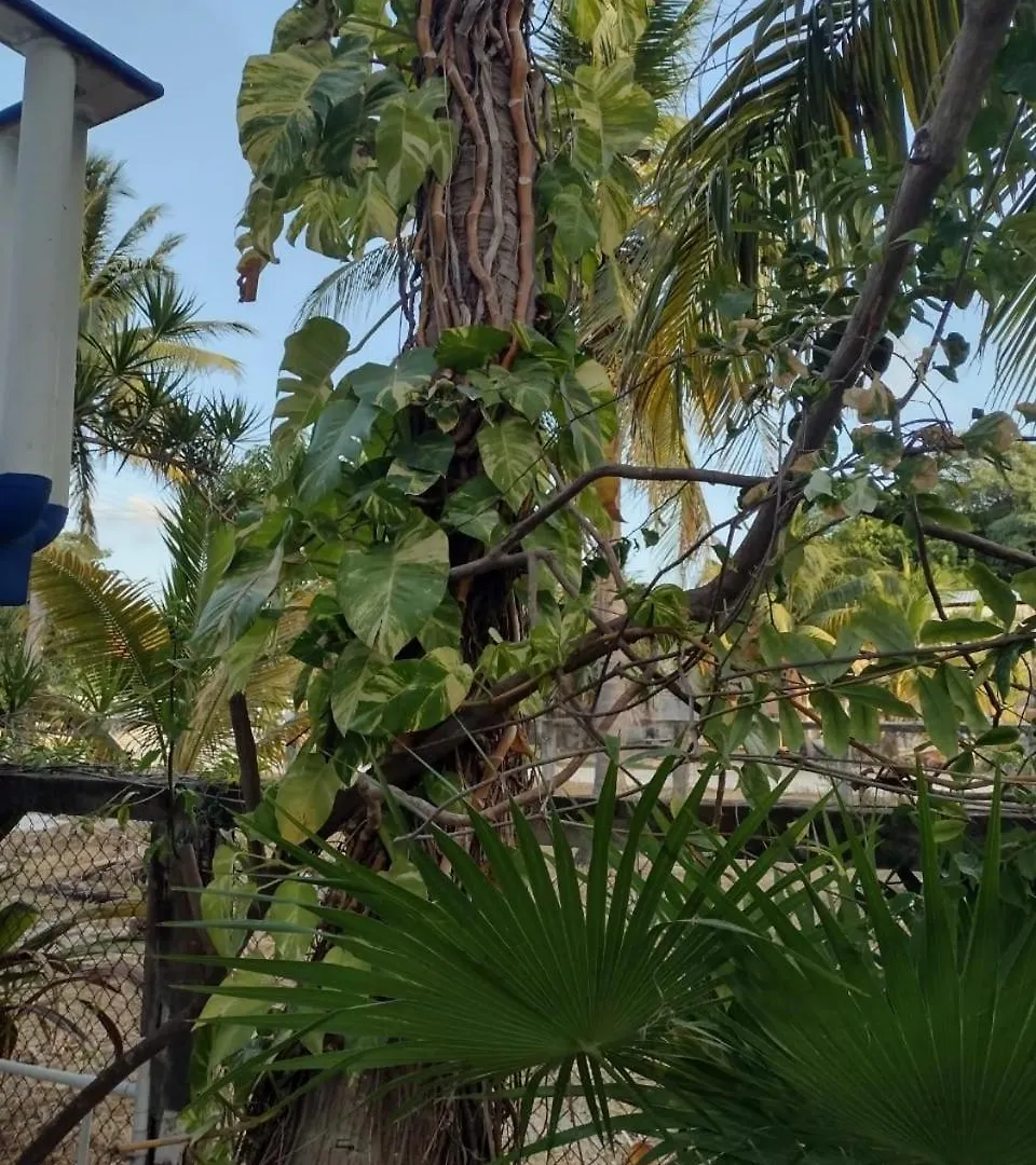 Las Palapas de Punta Allen