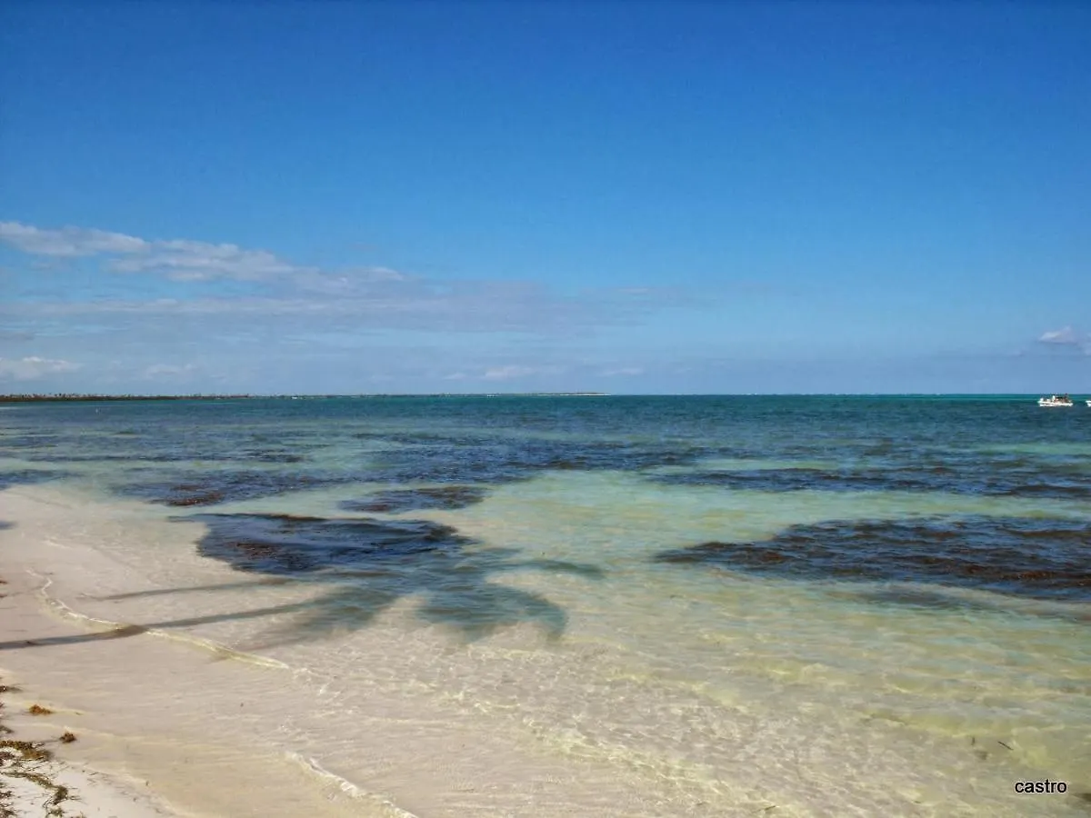 Las Palapas De Punta Allen