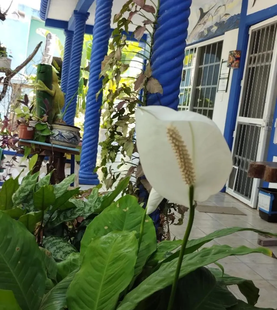 Las Palapas De Punta Allen Vendégház